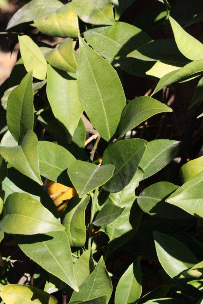            Sun leaves (Riverside, CA)   